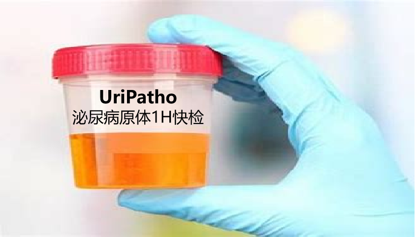 uriPatho，泌尿感染病原譜