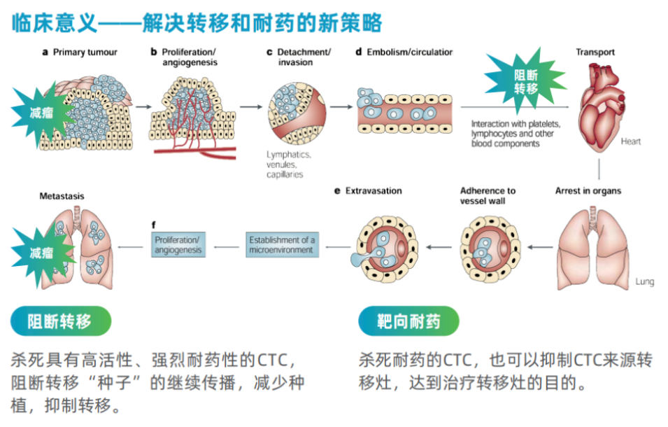 EvoTrace™循環腫瘤細胞測序平台亮相2024肺癌防治學術交流會